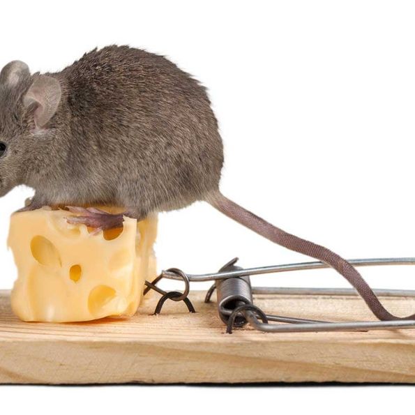 Pest Control